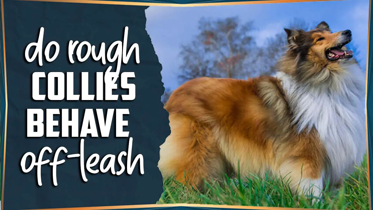 Do Rough Collies Behave Off-Leash