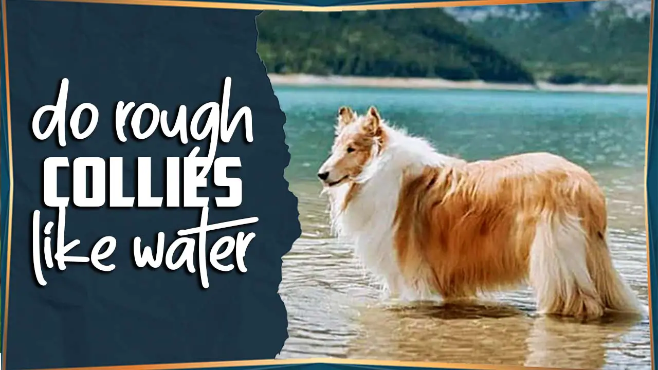 Do Rough Collies Like Water