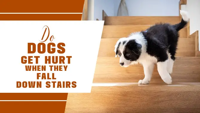Do Dogs Get Hurt When They Fall Down Stairs