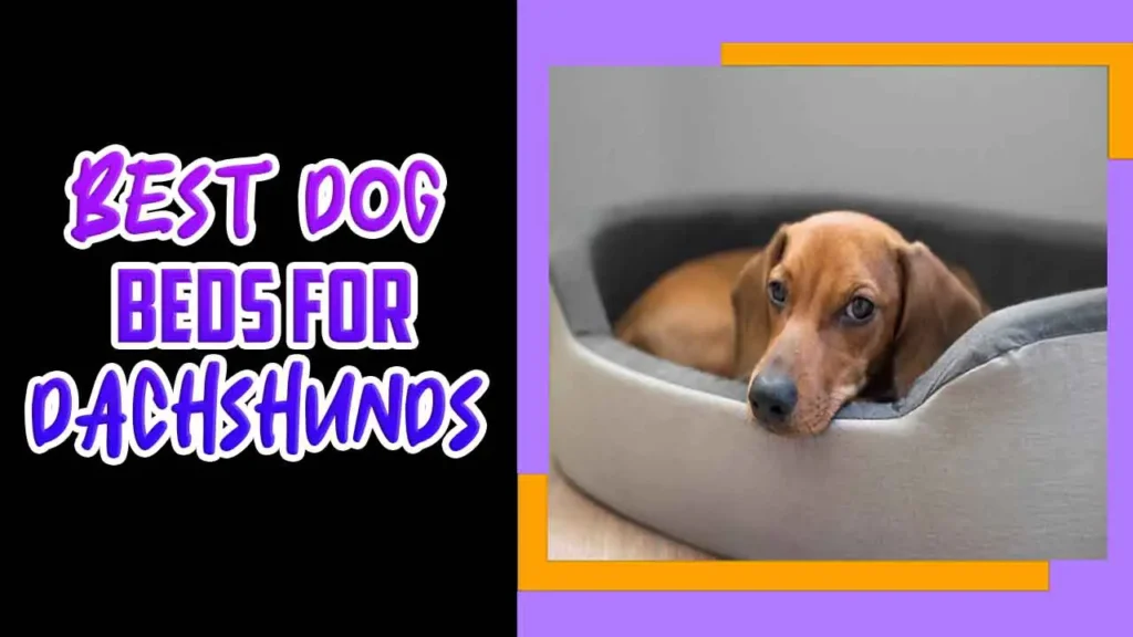 Dog Beds For Dachshunds Expert Guide