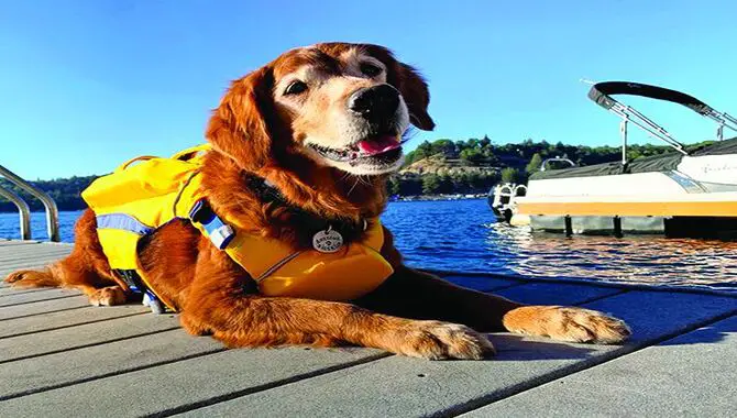 Dog Life Jacket For Safety On The Water
