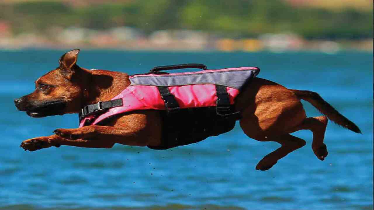Doggles To Protect Your Dog's Eyes During Kayaking