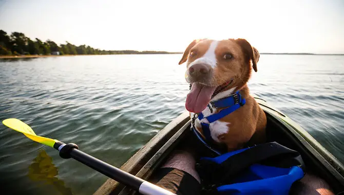 Dog's Ability TO Kayak
