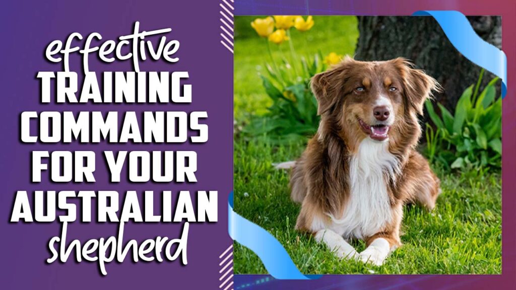Effective Training Commands For Your Australian Shepherd Explained