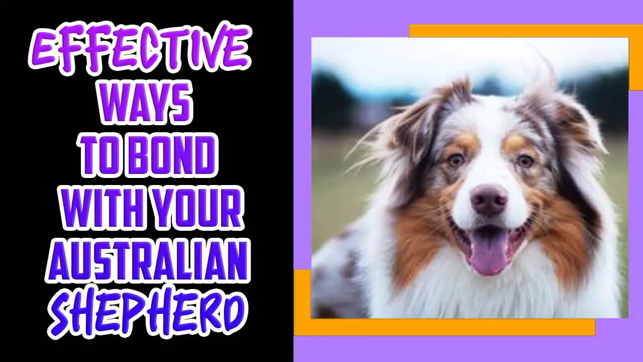 Effective Ways To Bond With Your Australian Shepherd