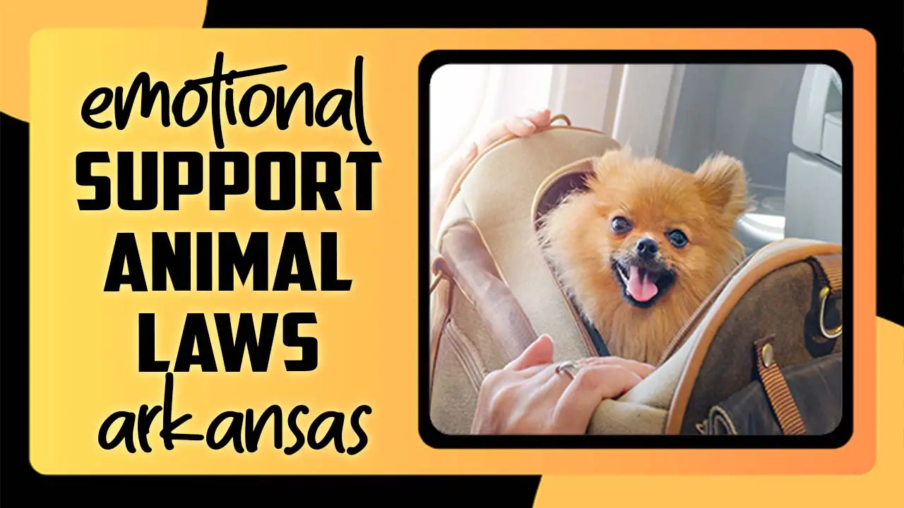 Emotional Support Animal Laws Arkansas