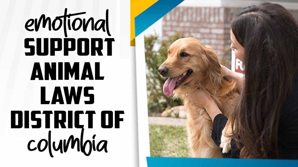 Emotional Support Animal Laws In The District Of Columbia Explained