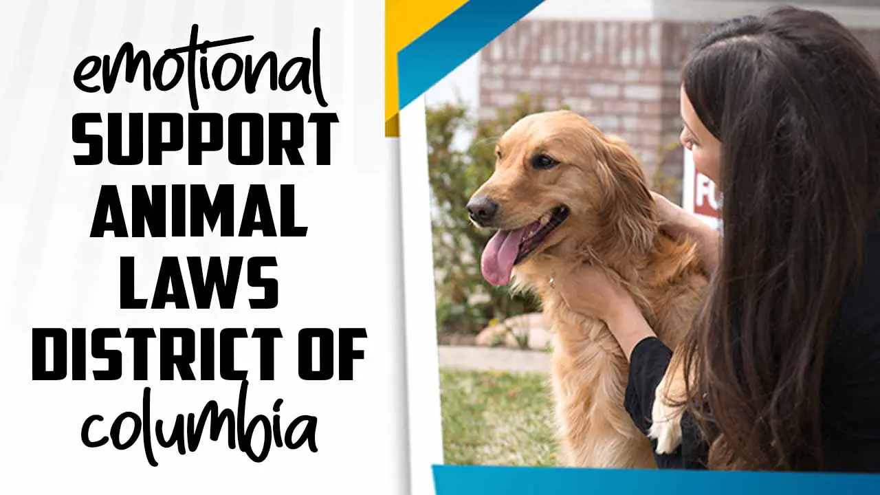 Emotional Support Animal Laws District Of Columbia