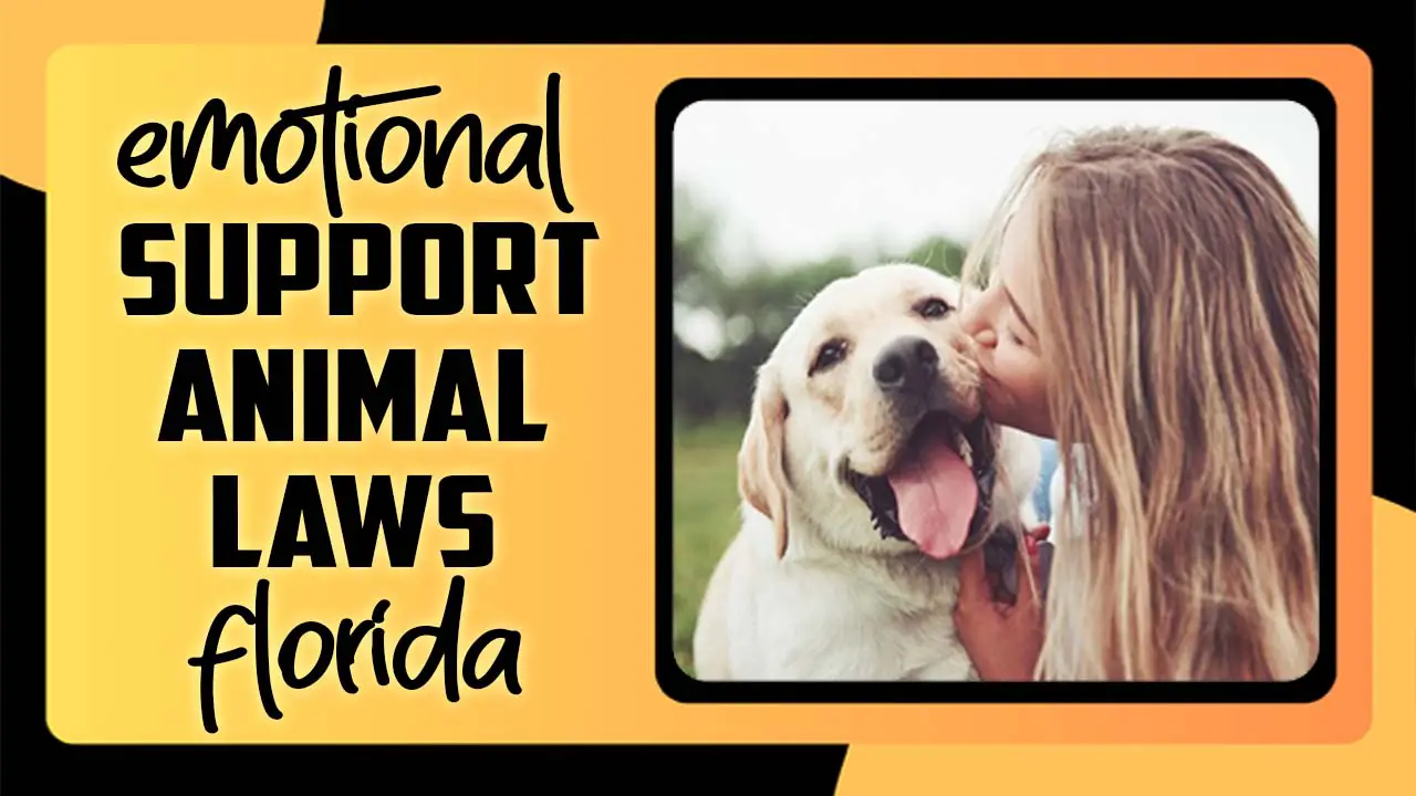 Emotional Support Animal Laws Florida