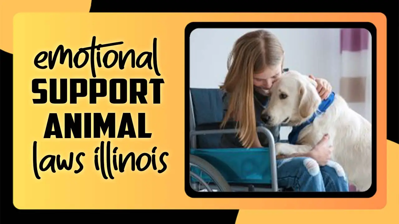 Emotional Support Animal Laws Illinois