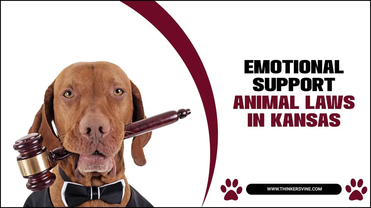 Emotional Support Animal Laws In Kansas