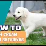 English Cream Golden Retrievers