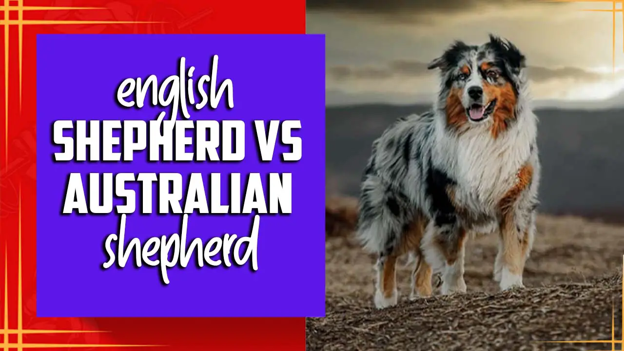 English Shepherd vs Australian Shepherd