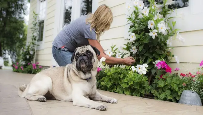 Ensuring Your Dog's Safety In The Garden