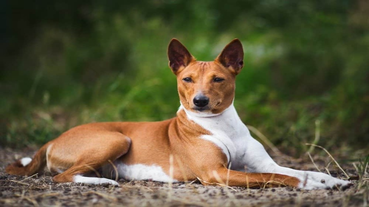 Best Basenji Dog Breeders In The USA - Top Picks!