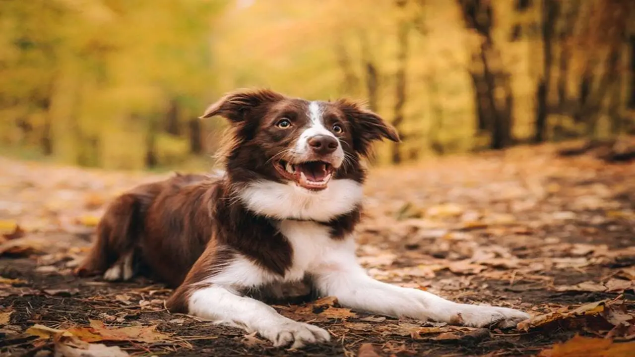 Essential Border Collie Whistle Commands