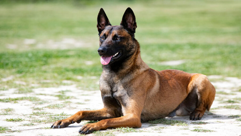 Essential Training Commands For Your Belgian Malinois Guide