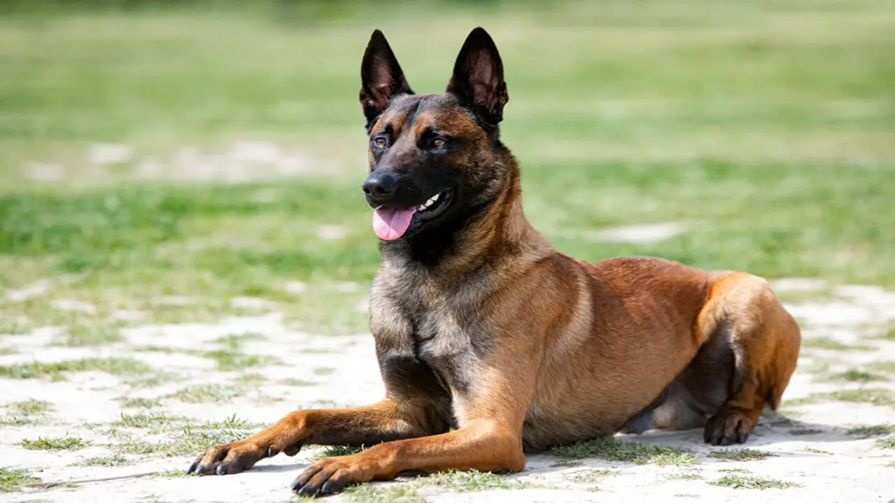 Essential Training Commands For Your Belgian Malinois- An Overview