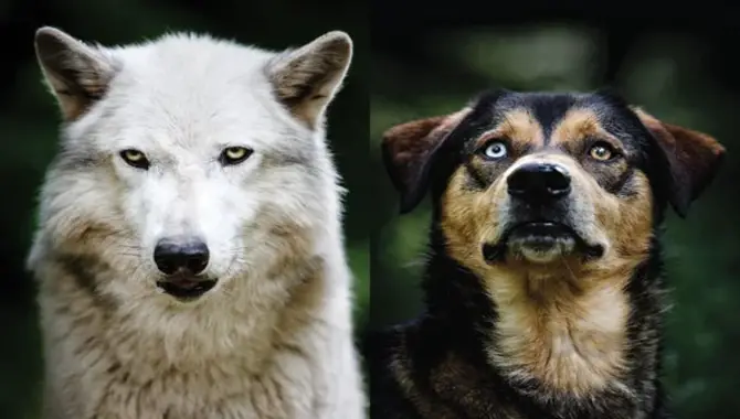Evolution Of Dogs From Wolves To Domestication