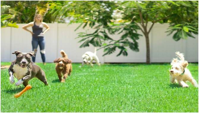 Expert Advice On Dog-Friendly Gardens