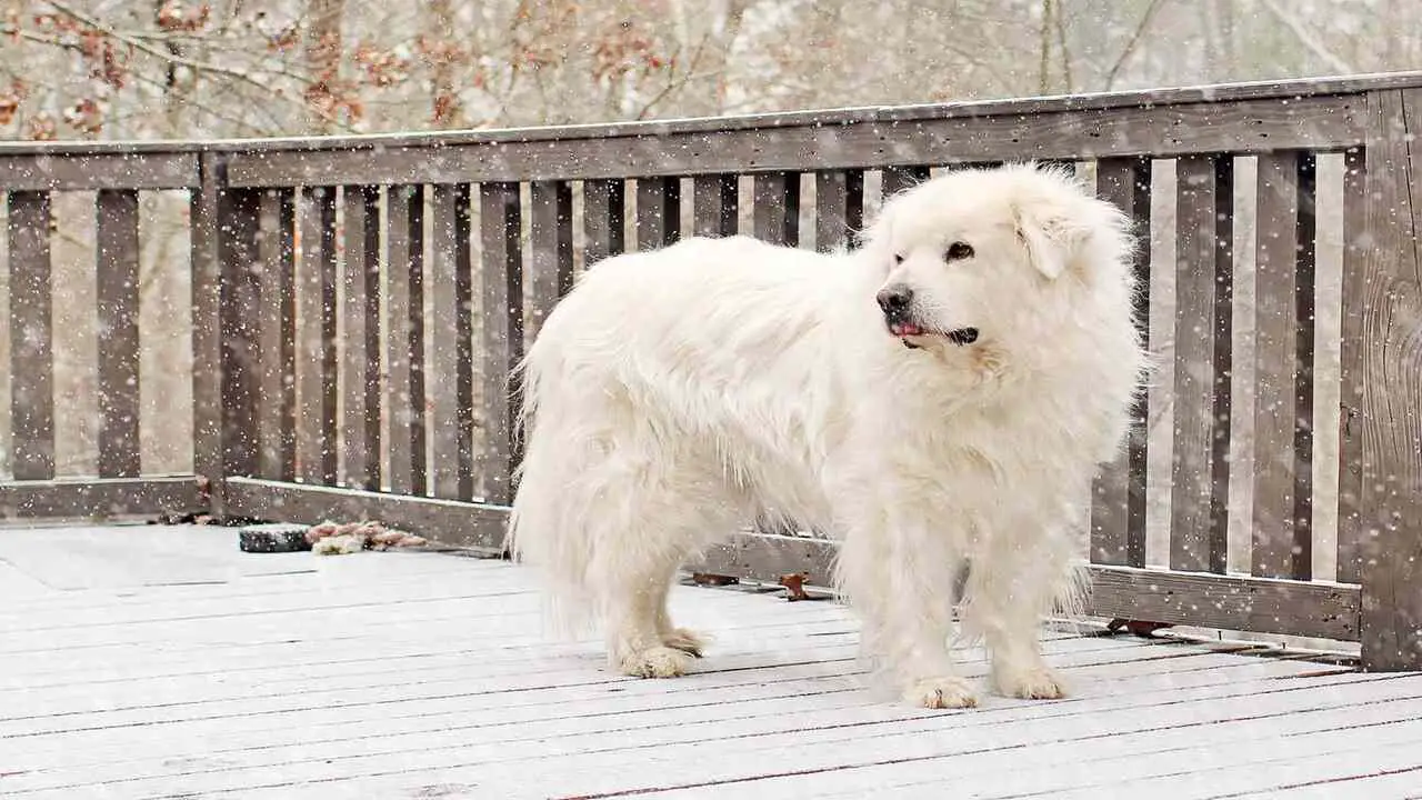 Family Life And The Great Pyrenees
