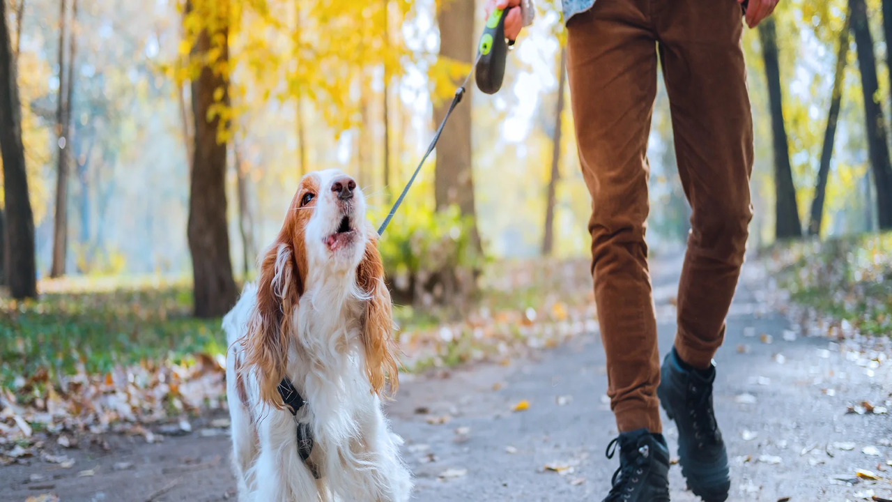 Frequent Barking