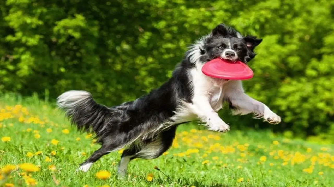 Frisbee And Disc Dog