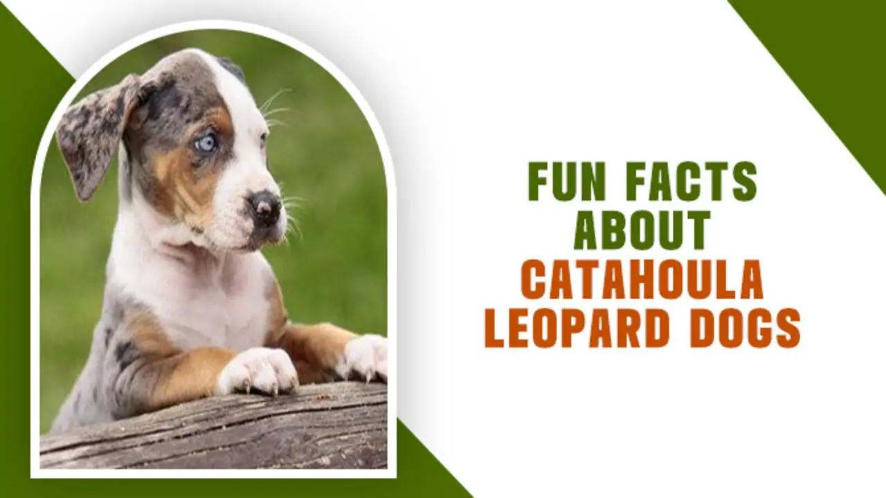 Fun Facts About Catahoula Leopard Dogs