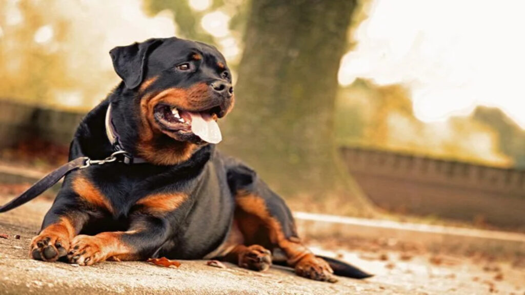 Jobs For Your Rottweiler - A Comprehensive Guide