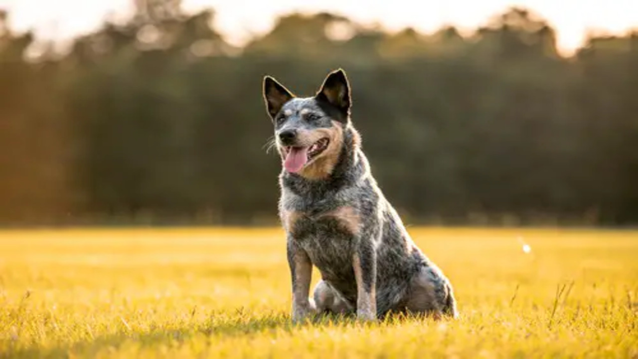 Getting Your Blue Heeler To Behave