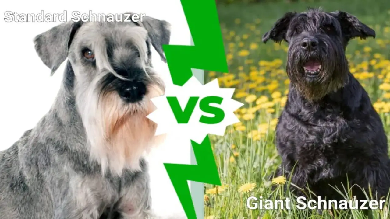 Giant Schnauzer Vs Standard Schnauzer - Compare Between Both Breed