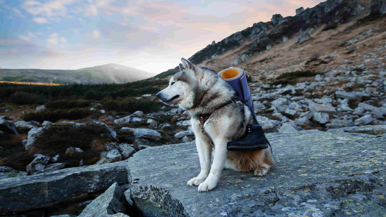 Go Hiking With Your Husky