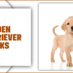 Golden Retriever Quirks