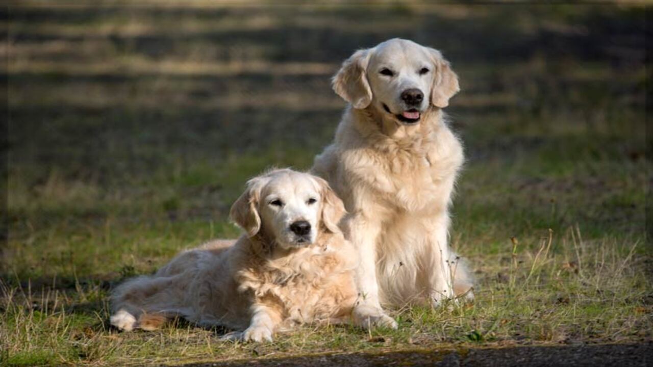 Golden Retriever Quirks And Habit