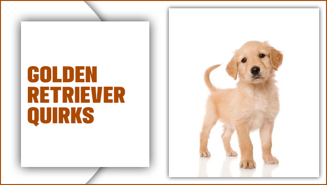 Golden Retriever Quirks