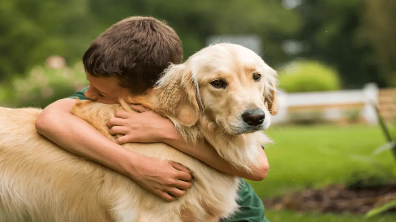 Golden Retrievers Make Great Family Pets And Are Great With Kids