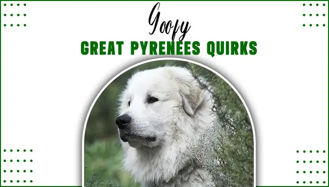 Goofy Great Pyrenees Quirks