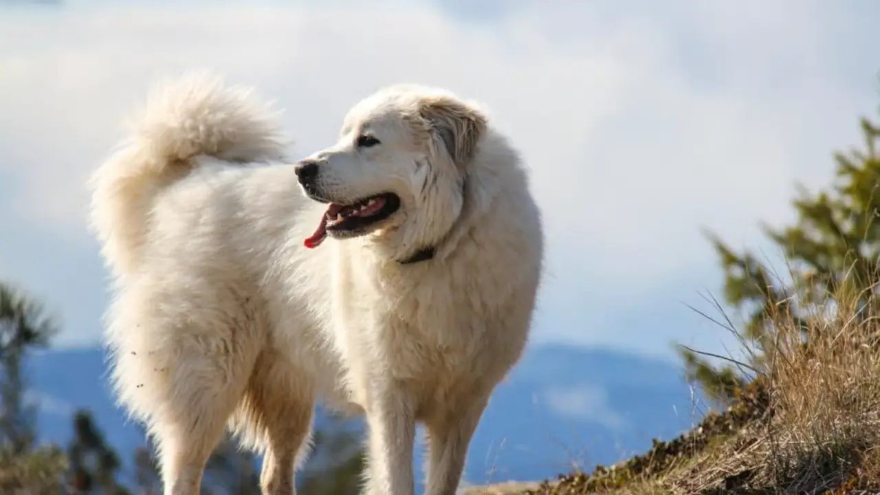 Great Pyrenees And Their Behavior With Other Dogs
