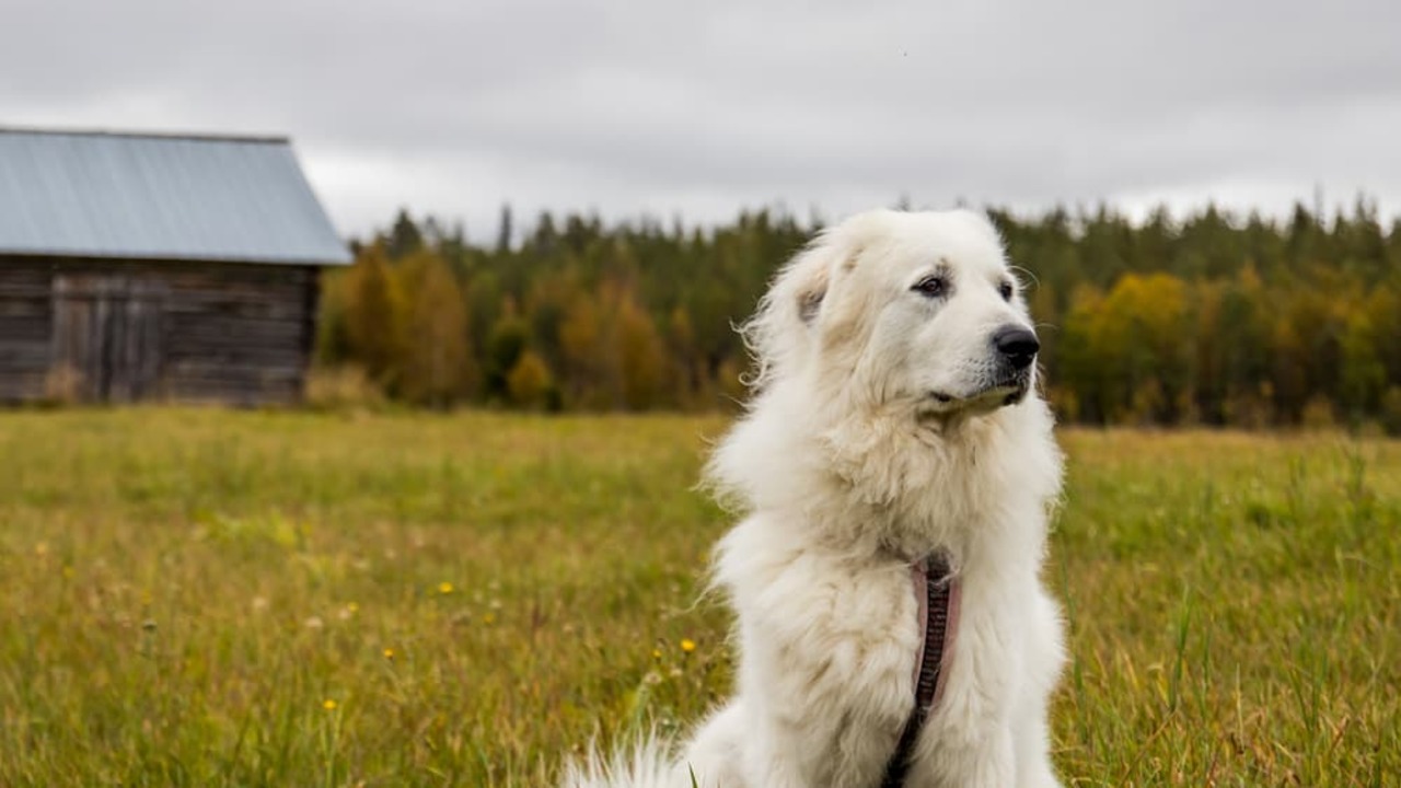 Great Pyrenees Care & Training