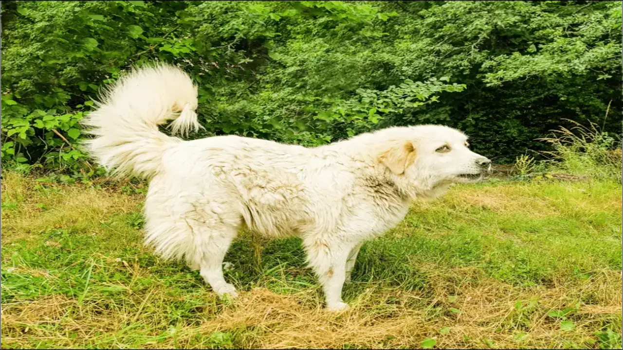 Great Pyrenees In An Indoor Environment