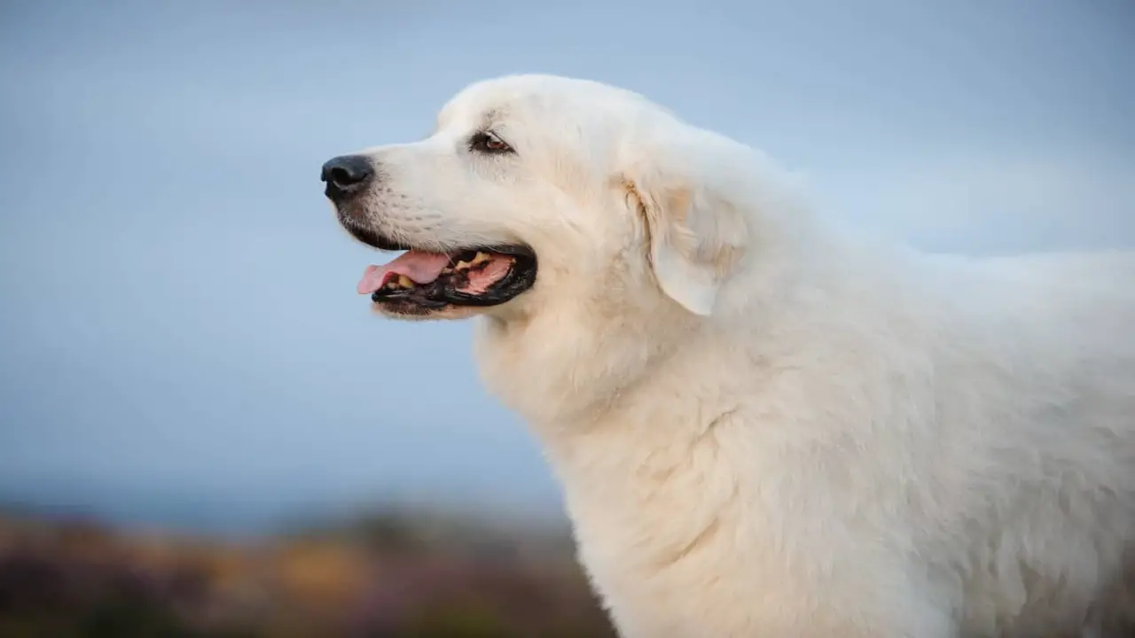 Great Pyrenees Puppies For Sale New Best Friend Awaits