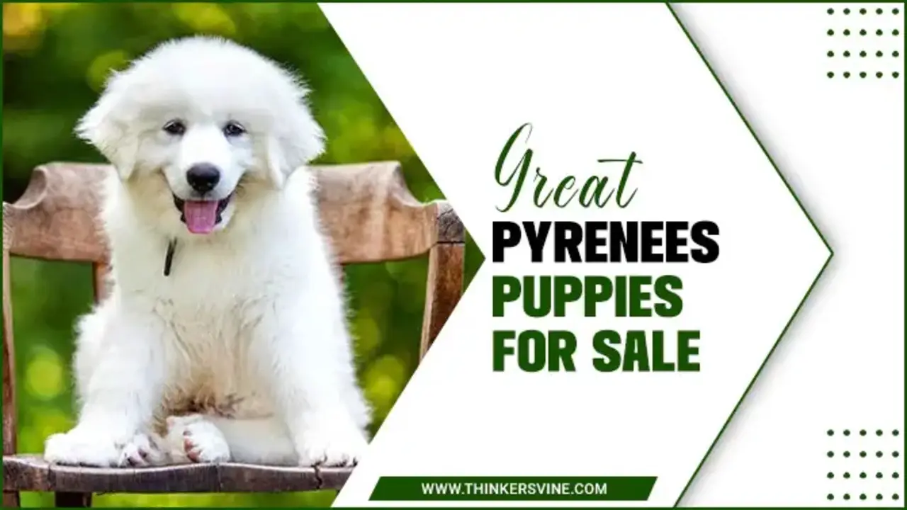Great Pyrenees Puppies For Sale