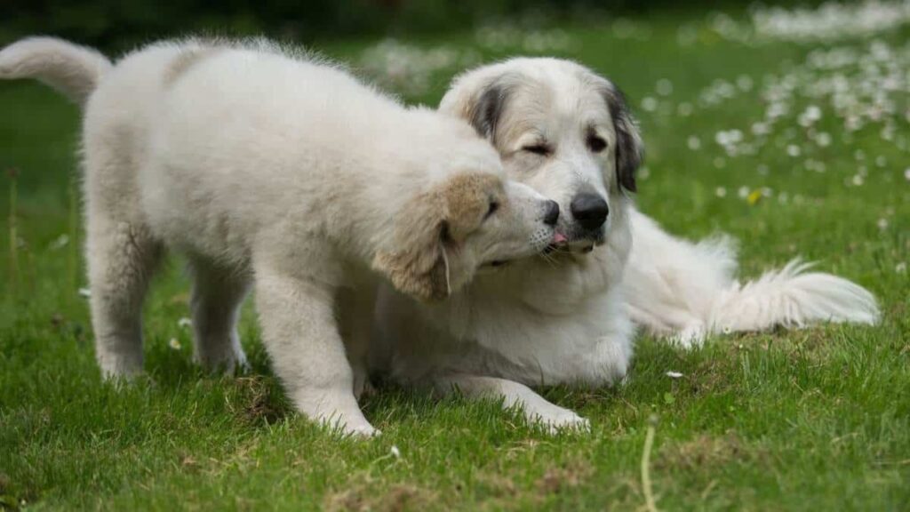 How To Pick The Right Great Pyrenees Puppy Tips & Trick