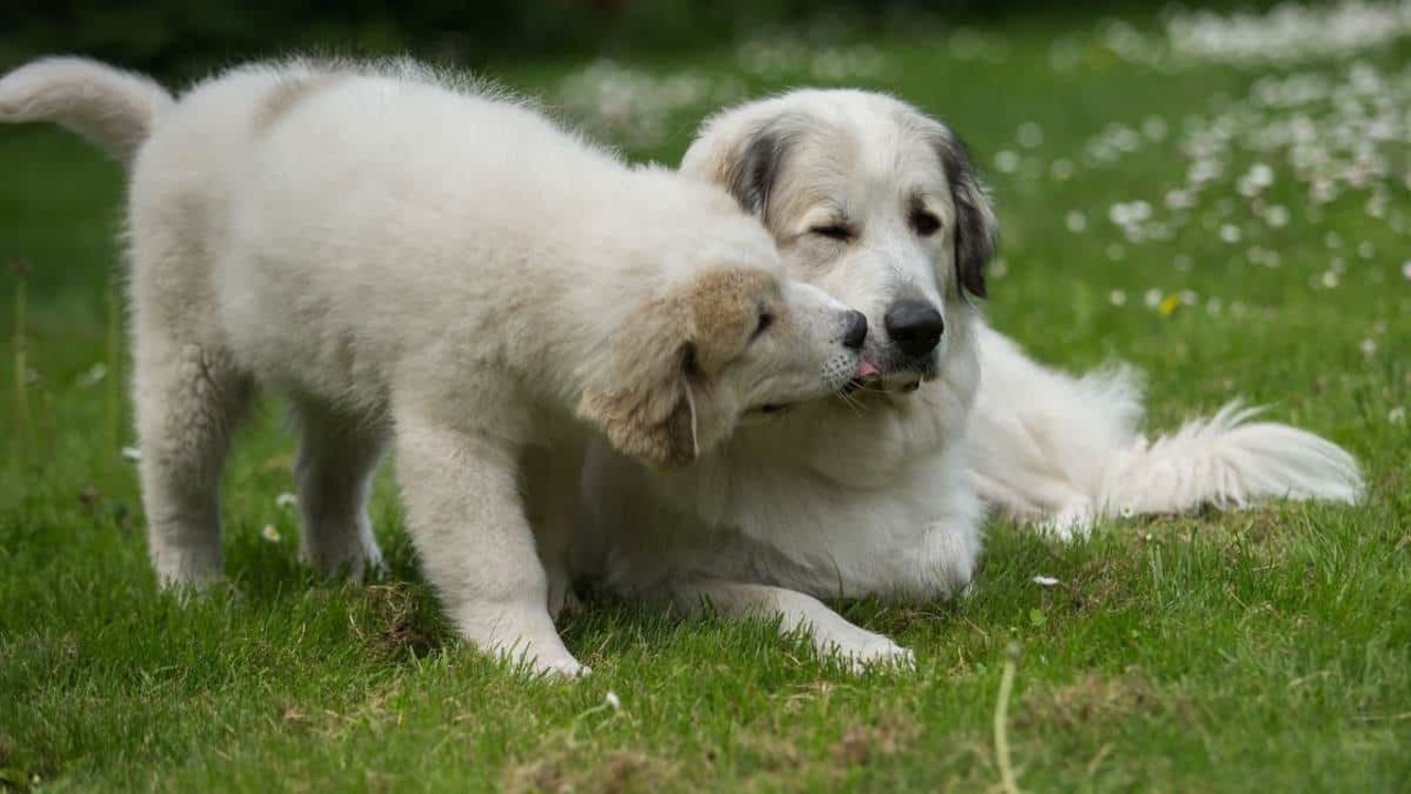 Great Pyrenees Puppy Size And Weight