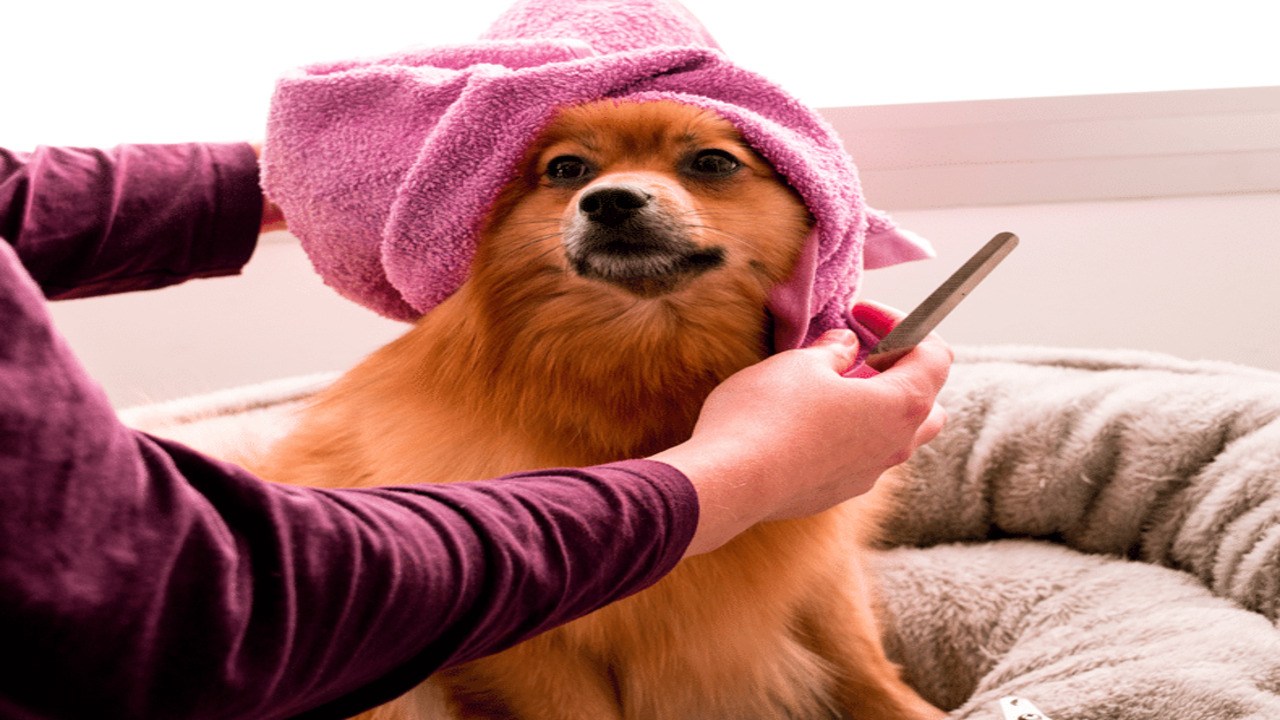 Grooming Habits And Shedding