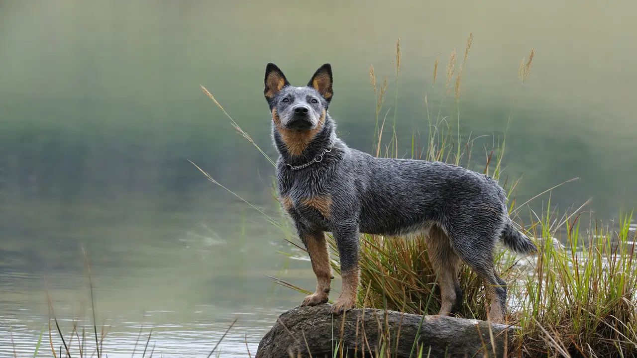 Grooming, Training And Care For Heelers