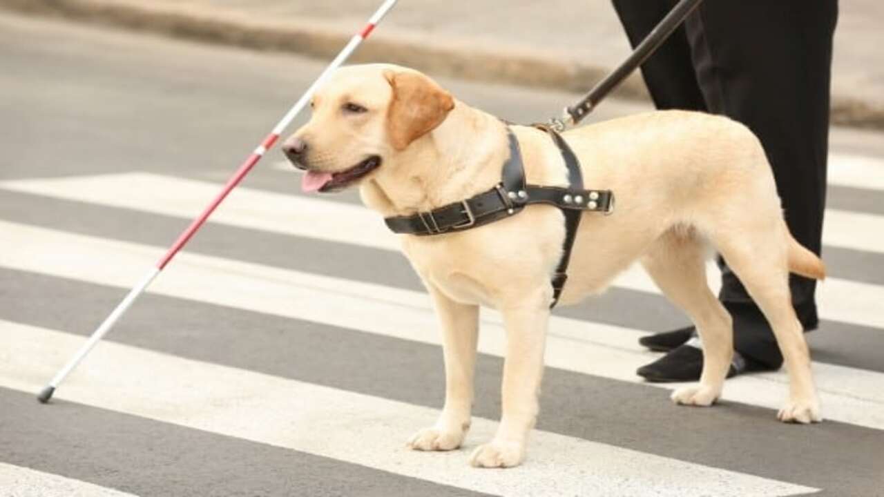 Guide Dog For The Blind