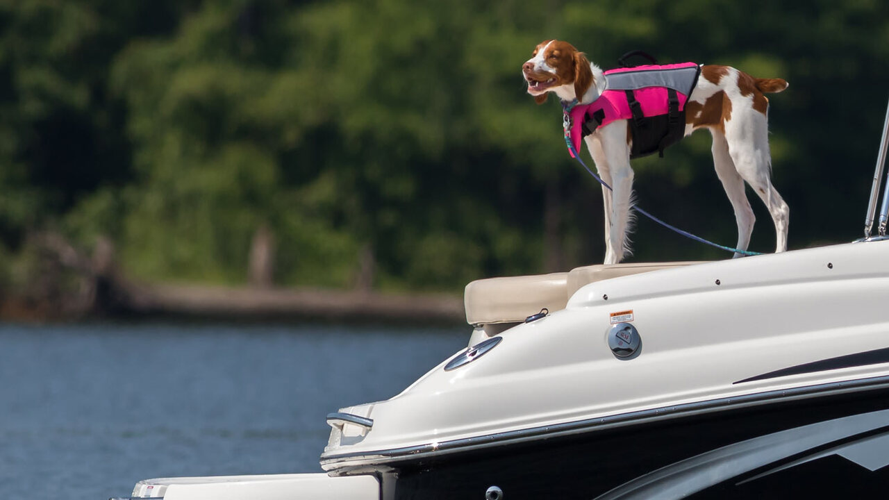 Have A Plan For What To Do If Your Dog Jumps Overboard