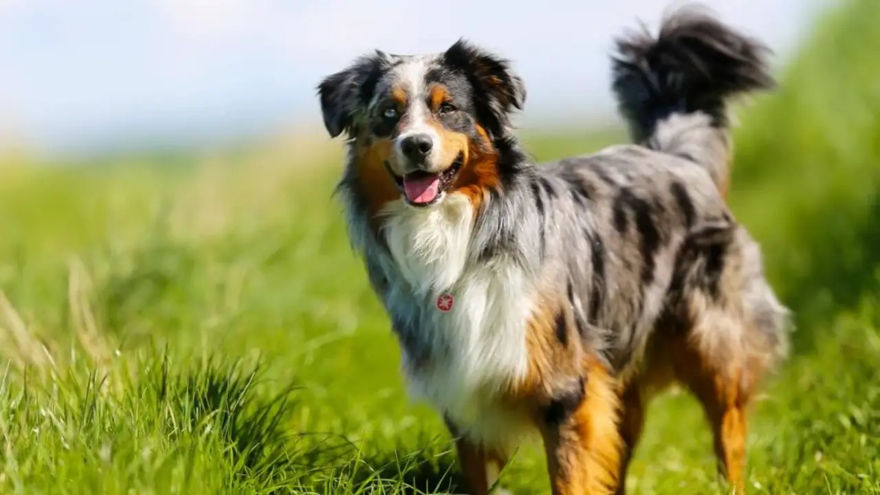 Health And Fitness For Your Working Australian Shepherd
