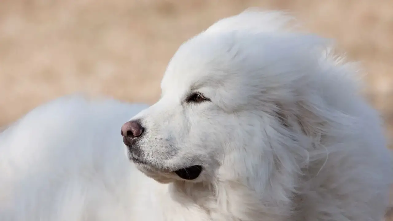 Health Concerns Specific To The Great Pyrenees Breed